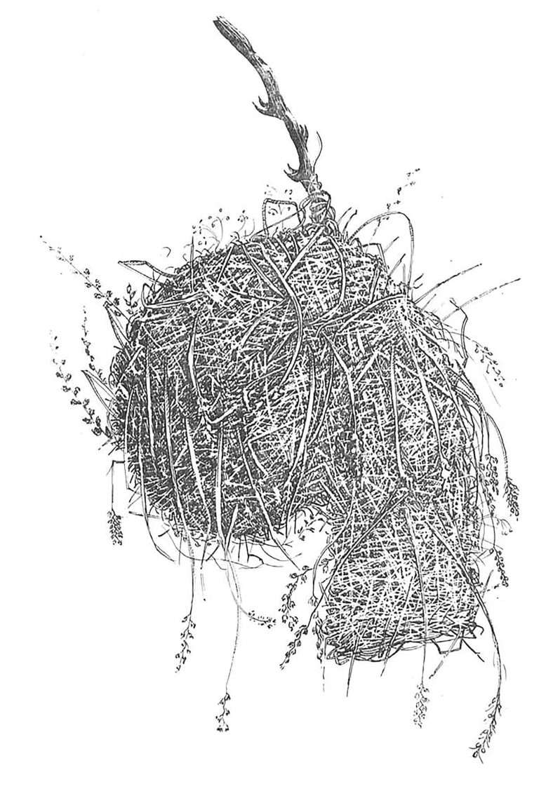 Resim 1: Dokumacı kuşu yuvası (Crook, 1963).