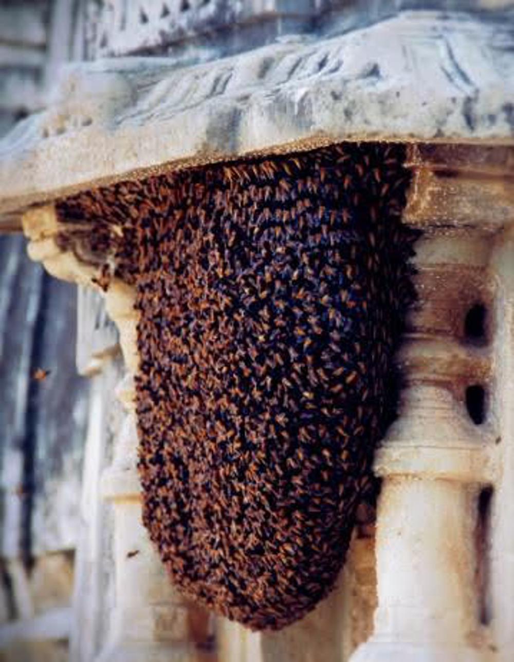 Resim 16. Arıların bal yerine beton üreterek yapı onarması (URL-14).Image 16. Bees repair structures by producing concrete instead of honey (URL-14).