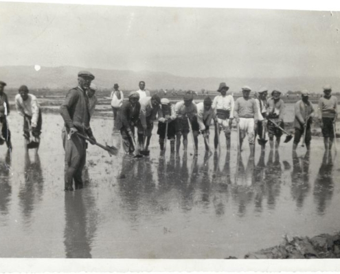 İzmir’de çeltik ekimi Salt Araştırma, Fotoğraf ve Kartpostal Arşivi