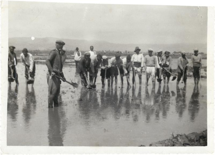 İzmir’de çeltik ekimi Salt Araştırma, Fotoğraf ve Kartpostal Arşivi