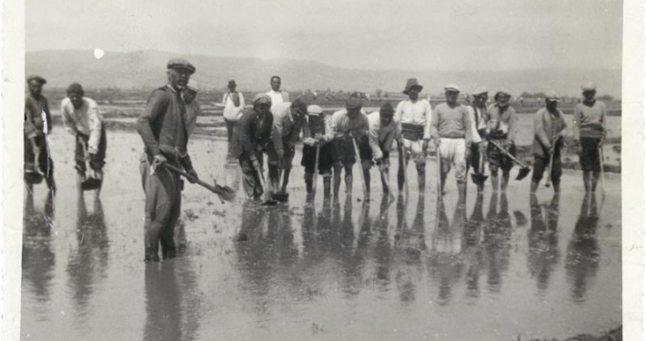 İzmir’de çeltik ekimi Salt Araştırma, Fotoğraf ve Kartpostal Arşivi
